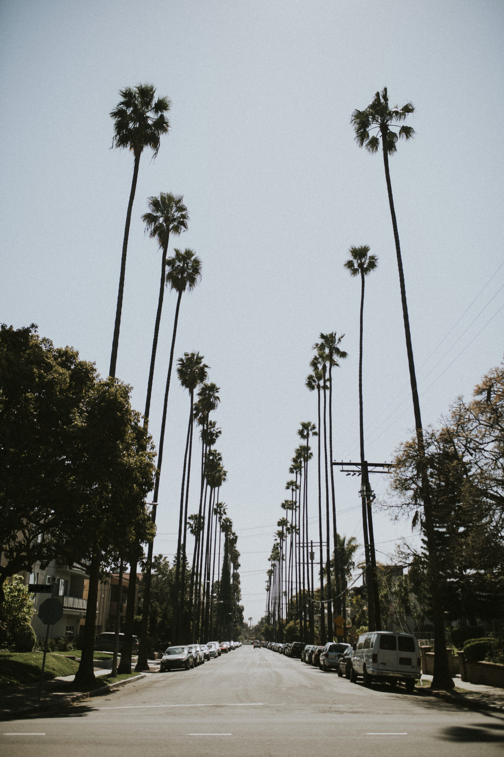 Palm tree lined boulevard in Los Angeles California