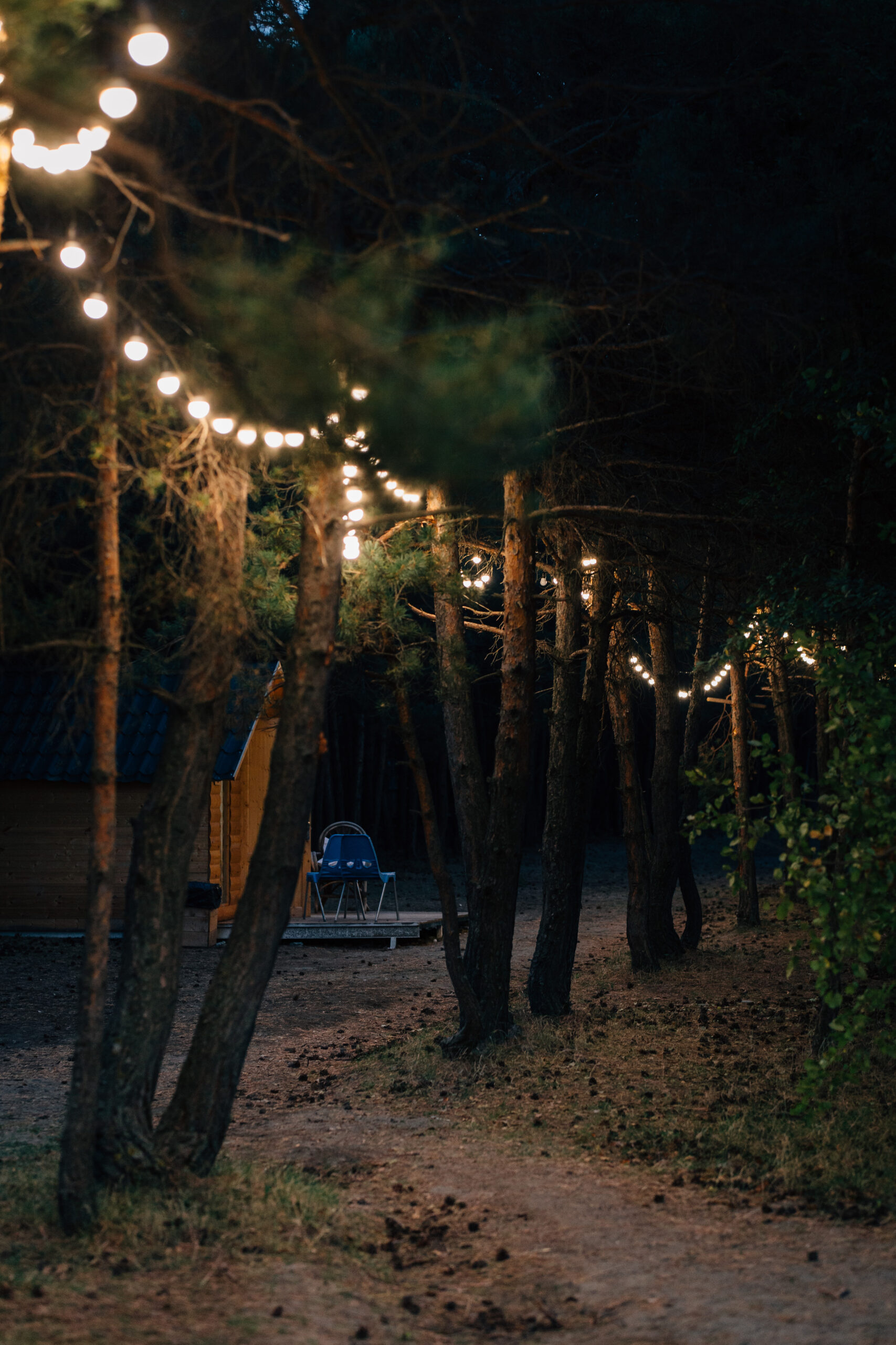 Trees decorated with hanging string lights at a trendy outdoor venue in California